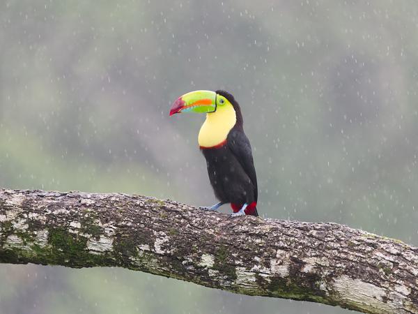 <h3><a href="/trips/costa-rica/biota/animalia/chordata/aves/039 piciformes/005 ramphastidae/ramphastos sulfuratus/ramphastos sulfuratus-nl.html">Ramphastos&nbsp;sulfuratus</a> / Keel‑billed&nbsp;toucan / Zwavelborsttoekan</h3>OM-1 Mark II met OLYMPUS M.150-400mm F4.5, 1/640 sec  bij F4.5, ISO 4000, afstand 18.7&nbsp;m